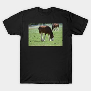 Clydesdale T-Shirt